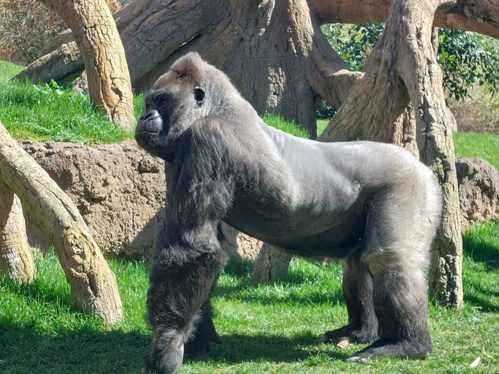 Bioparco di Valencia: lo zoo senza sbarre 1 bioparc 1