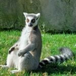 Bioparco di Valencia: lo zoo senza sbarre 2 bioparc 2