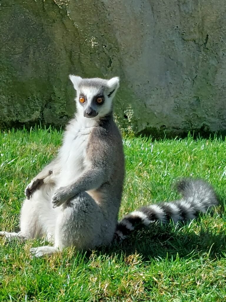 Bioparco di Valencia: lo zoo senza sbarre 2 bioparc 2