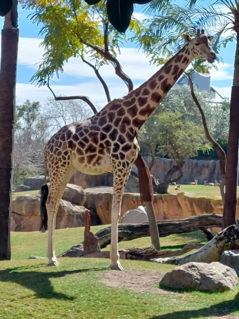 Bioparco di Valencia: lo zoo senza sbarre 3 bioparc 3