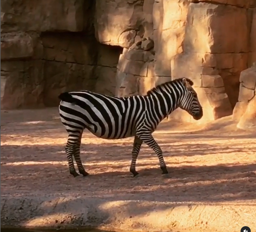 Zebra al Bioparc di Valencia