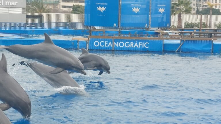delfini Oceanografic
